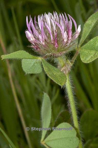 trifolium hirtum 1 graphic